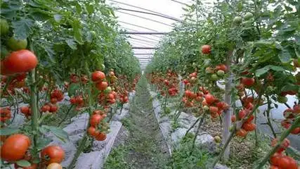 德州探索“地?zé)?”在農(nóng)業(yè)、工業(yè)等領(lǐng)域多場(chǎng)景應(yīng)用-地?zé)衢_發(fā)利用-地大熱能